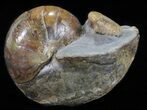 Nautilus (Eutrephoceras) With Ammonite - South Dakota #60232-1